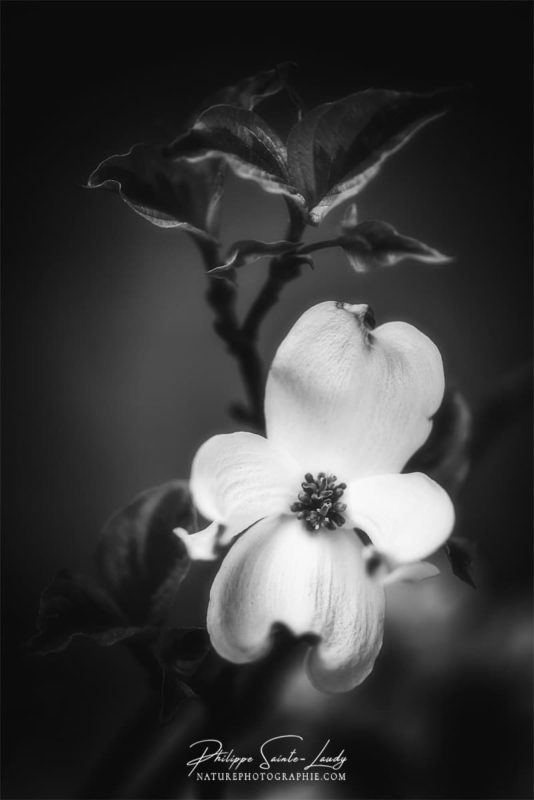 Gros plan sur une fleur de cornouiller