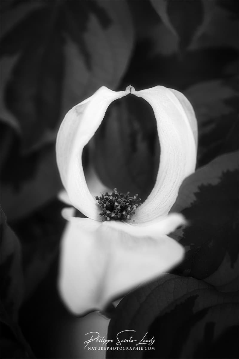 Photo de fleurs de cornouiller blanc
