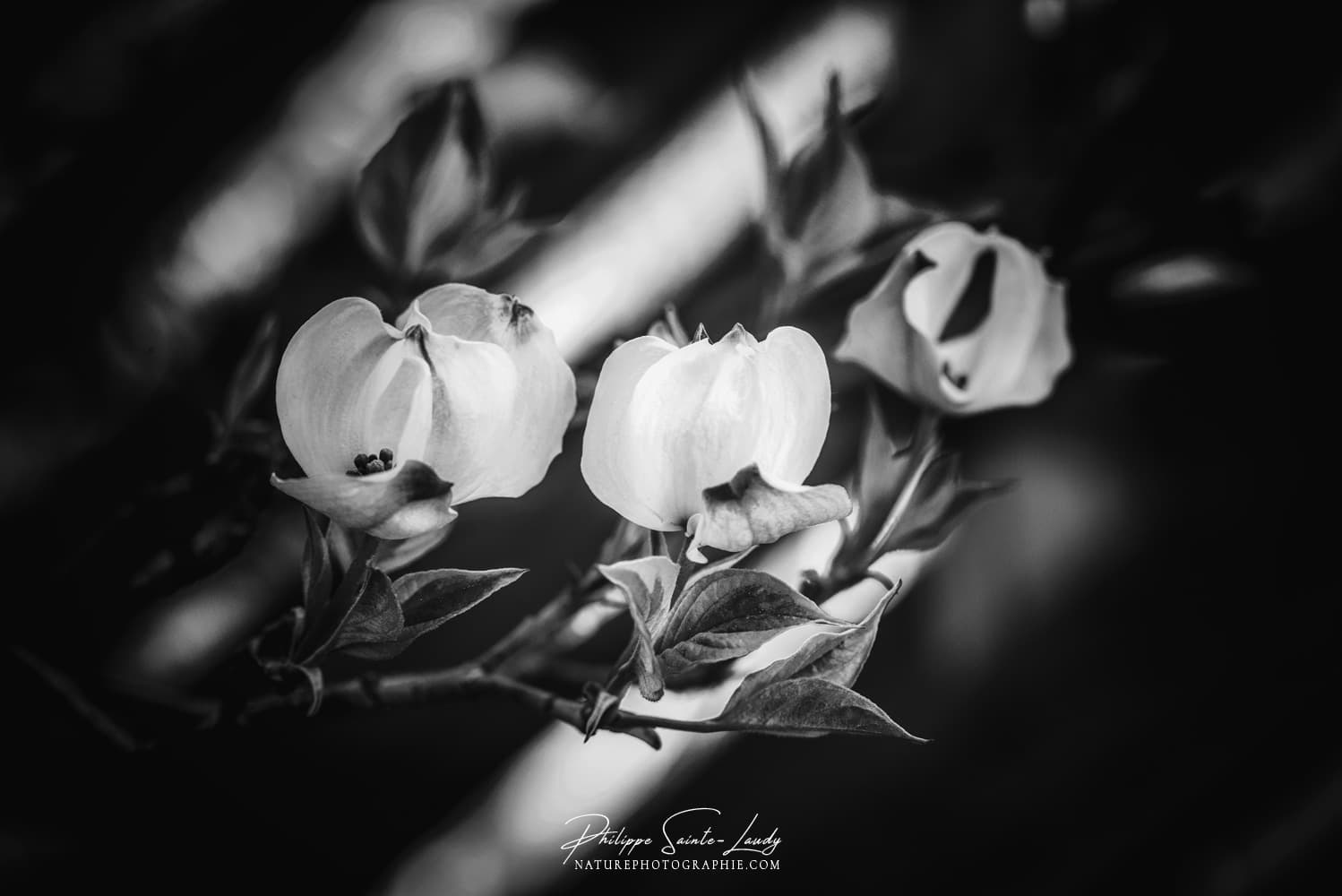 Premières fleurs de cornouiller au printemps