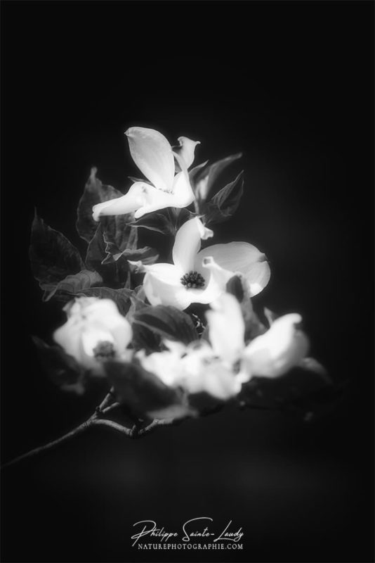 Dogwoods en noir et blanc