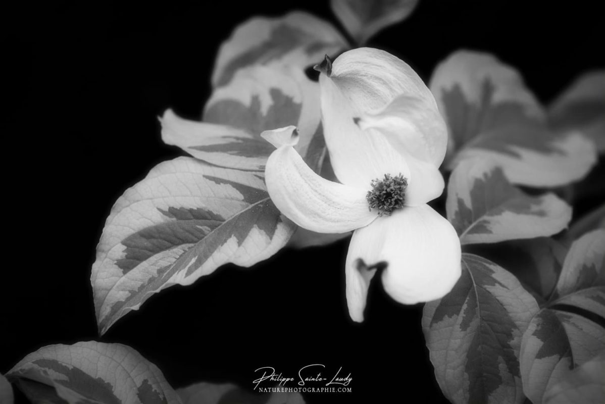 Photo en noir et blanc d'une fleur de cornouiller