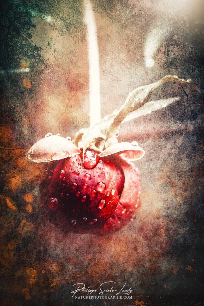 Bouton de pivoine avec texture