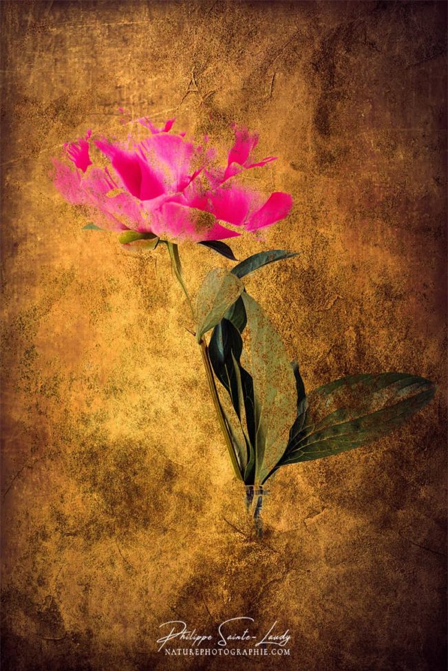 Texture photo sur une pivoine