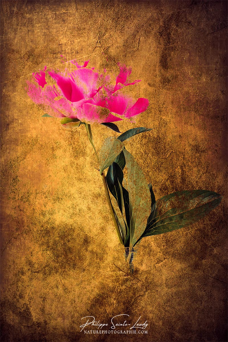 Texture photo sur une pivoine