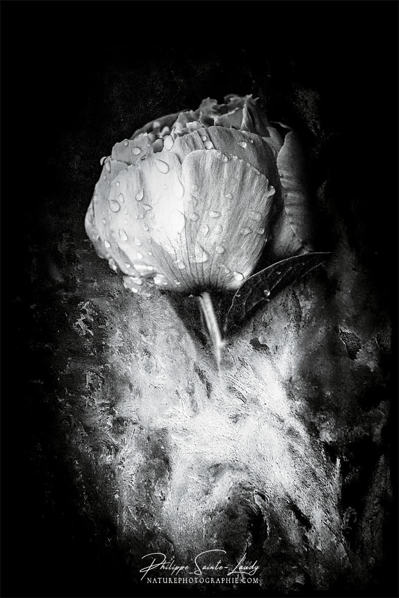 Pivoine en noir et blanc avec texture photo