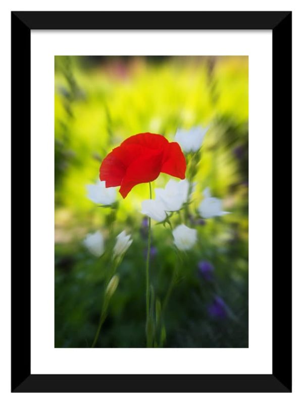 Coquelicot