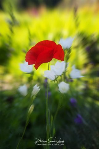 Coquelicot en été