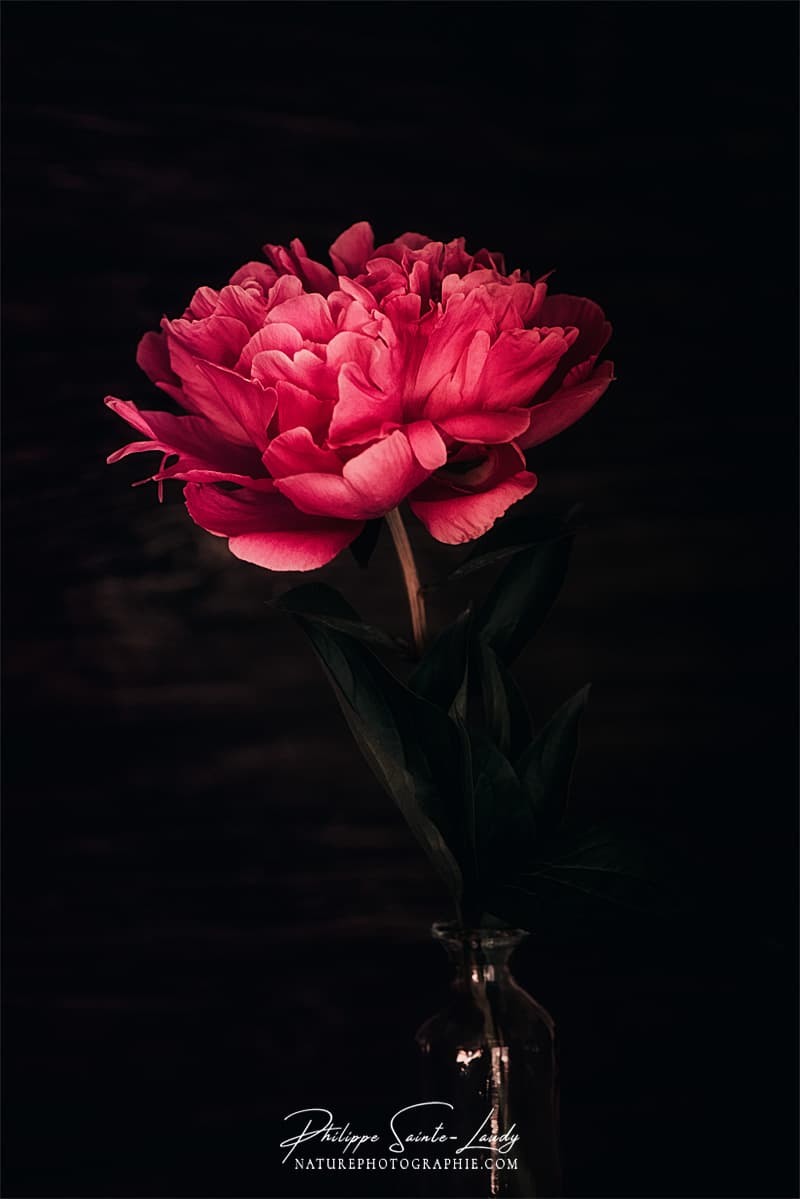 Pivoine en photo dans un vase