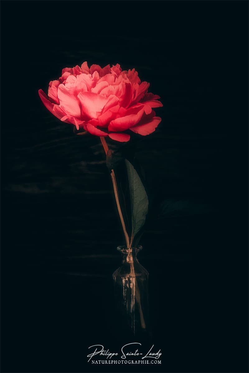 Un portrait de pivoine rouge