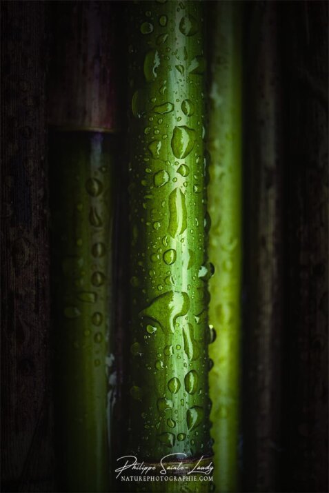 Bambous vert en gros plan