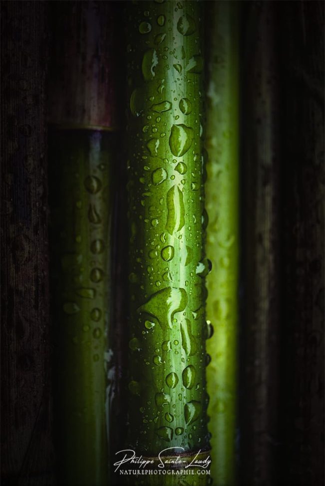 Bambous vert en gros plan