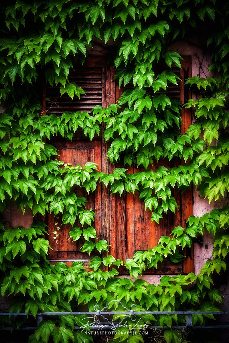 Lierre grimpant sur des volets en bois