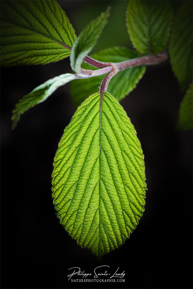 Feuille verte sur fond noir