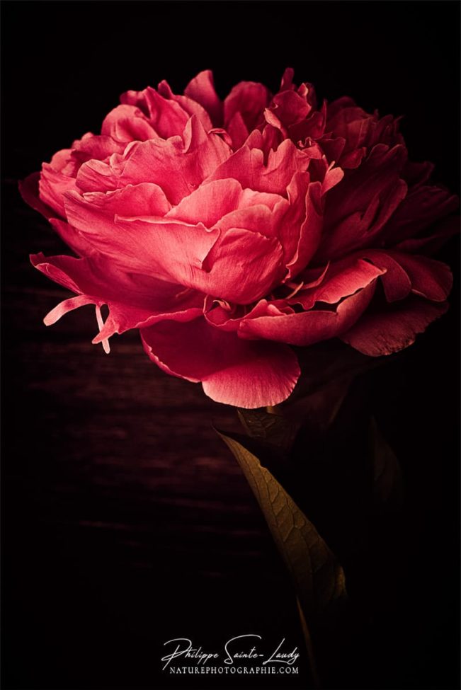 Une grosse pivoine rouge