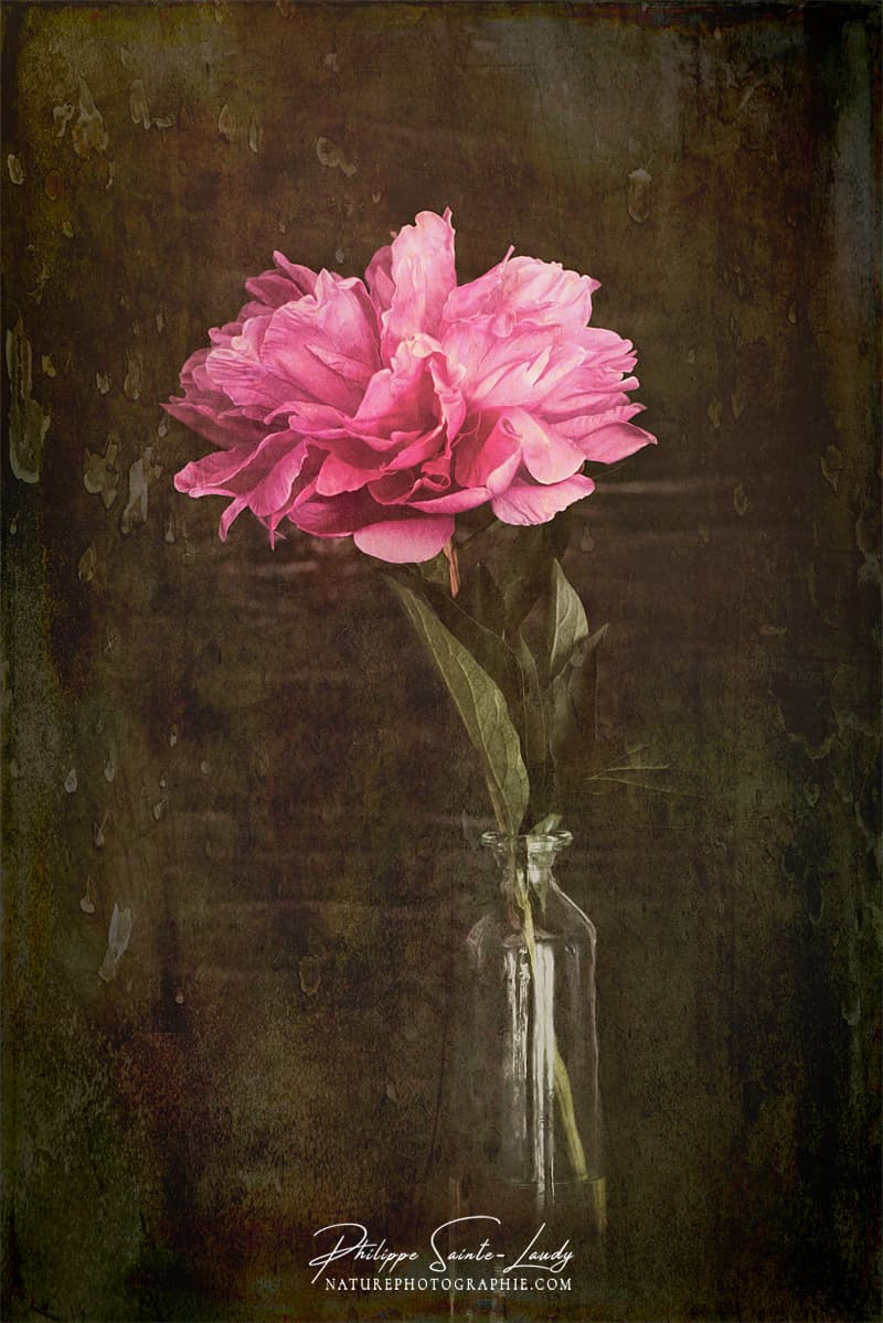 Pivoine en nature morte