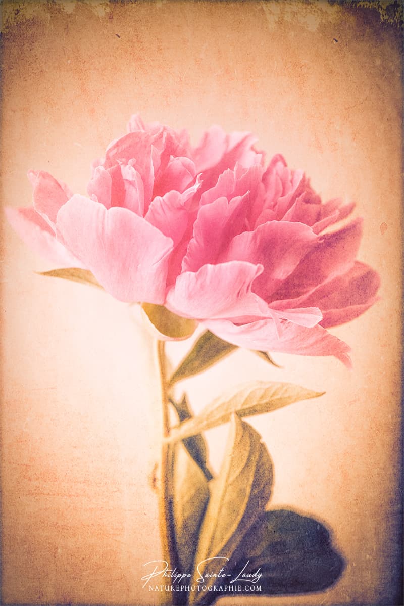 Pivoine avec texture