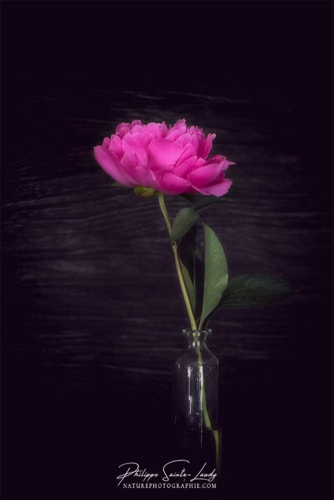 Photo d'une pivoine dans un vase