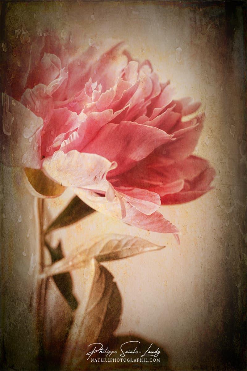 Pivoine et texture