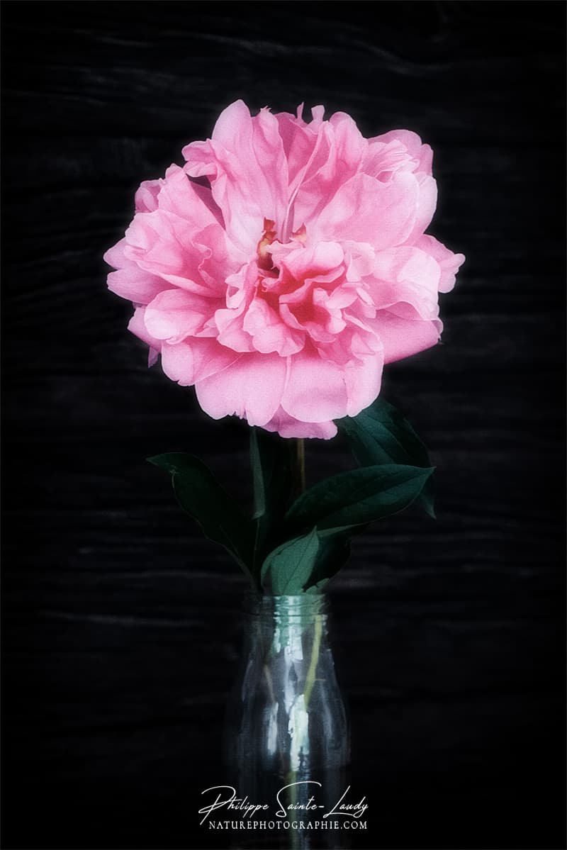 Pivoine face à l'objectif