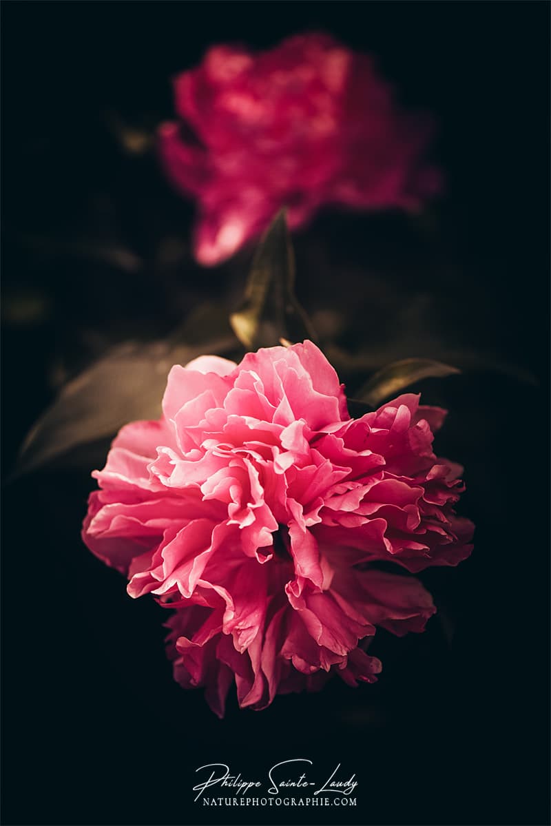 Pivoine et profondeur de champs