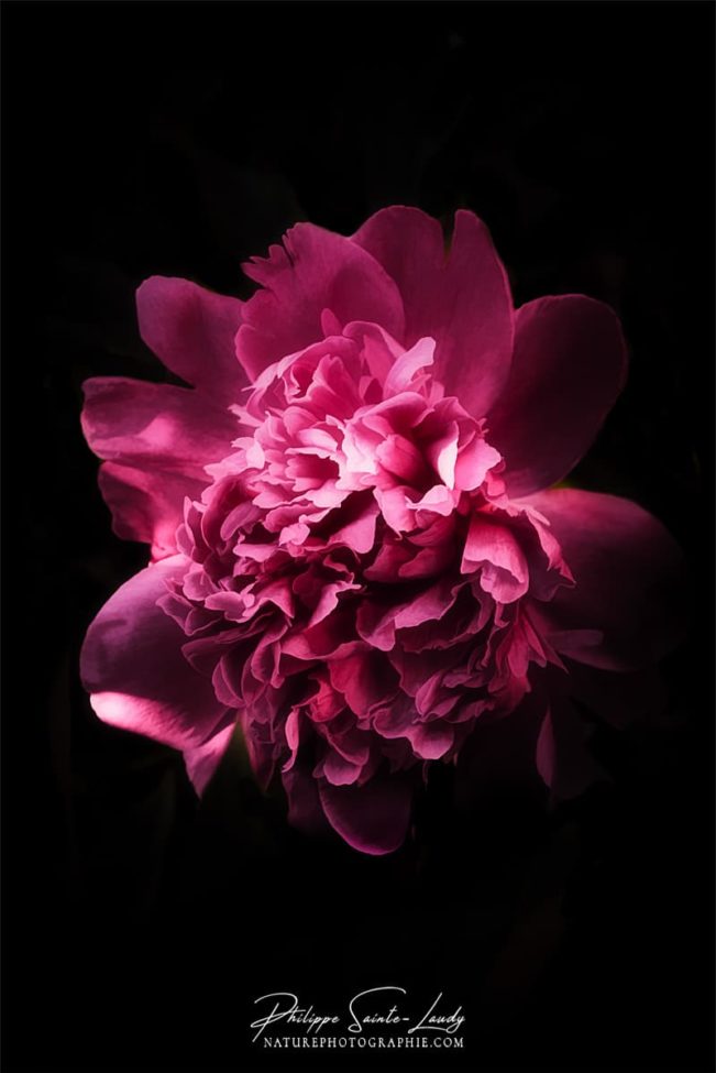 Pivoine en très gros plan