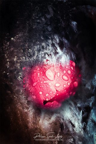 Gros plan de pivoine avec texture photo