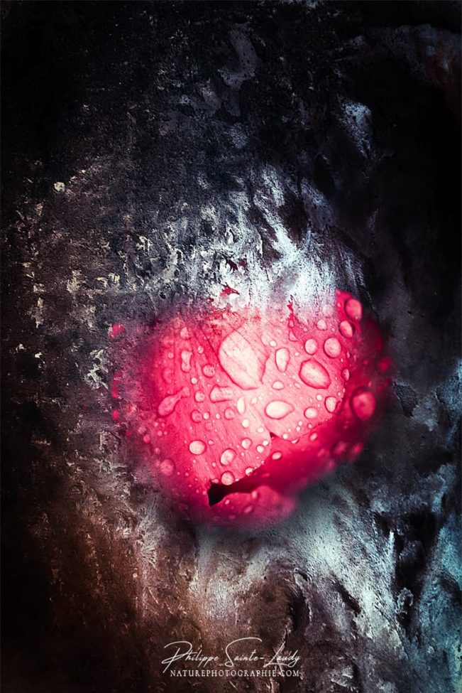 Gros plan de pivoine avec texture photo