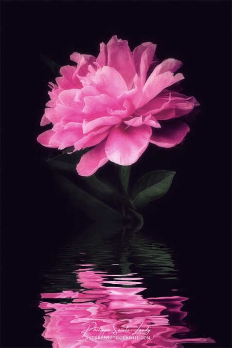 L'eau reflète une pivoine