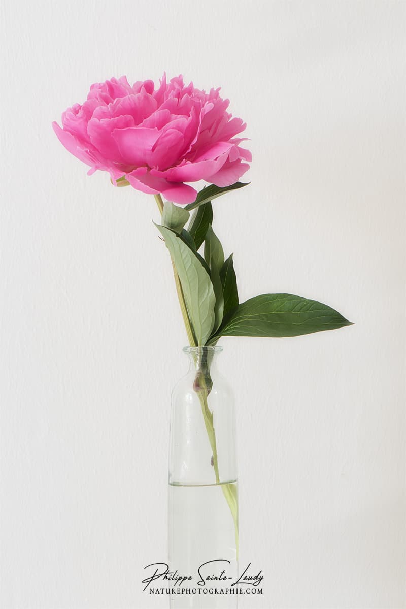 Une pivoine dans un vase