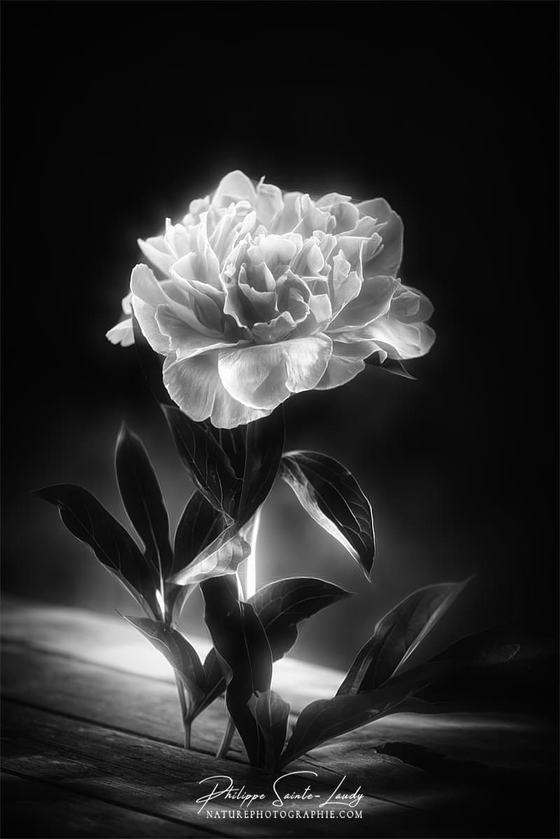 Photo de pivoine en noir et blanc