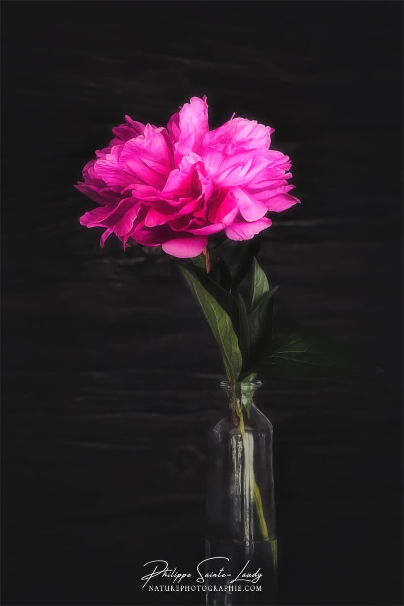 Pivoine en paintographie