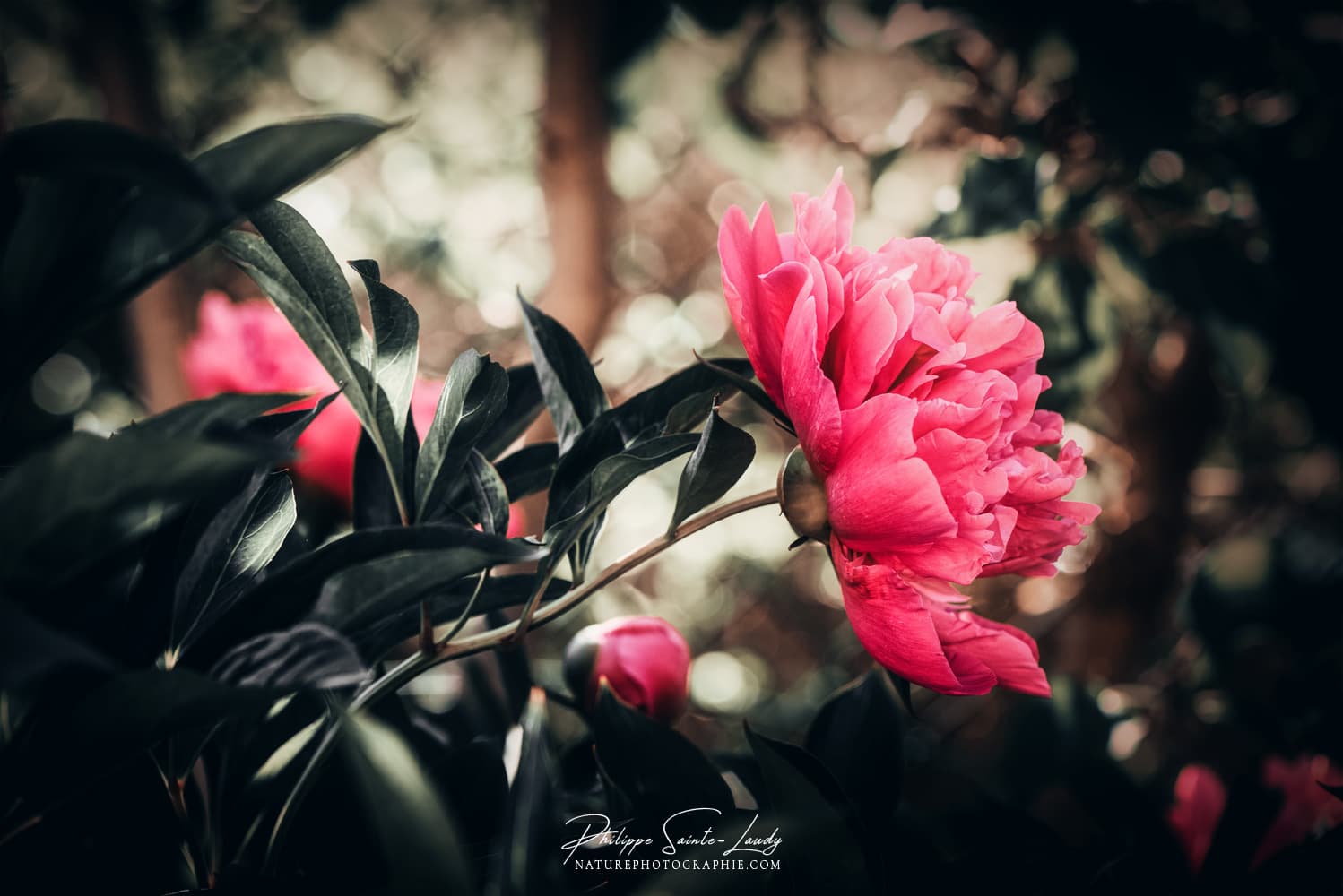 Pivoine dans le jardin