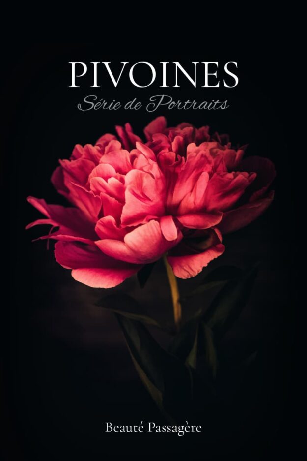 Photographies de pivoines rouges