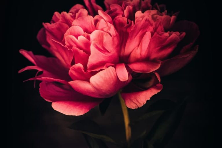 Photographies de pivoines rouges