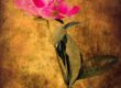 Pivoines et texture photos