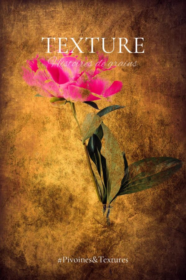 Pivoines-et-textures Pivoines et texture photos