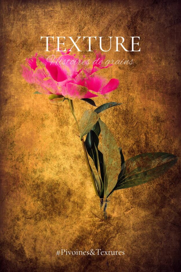 Pivoines et texture photos