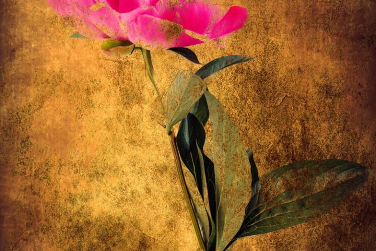 Pivoines et texture photos