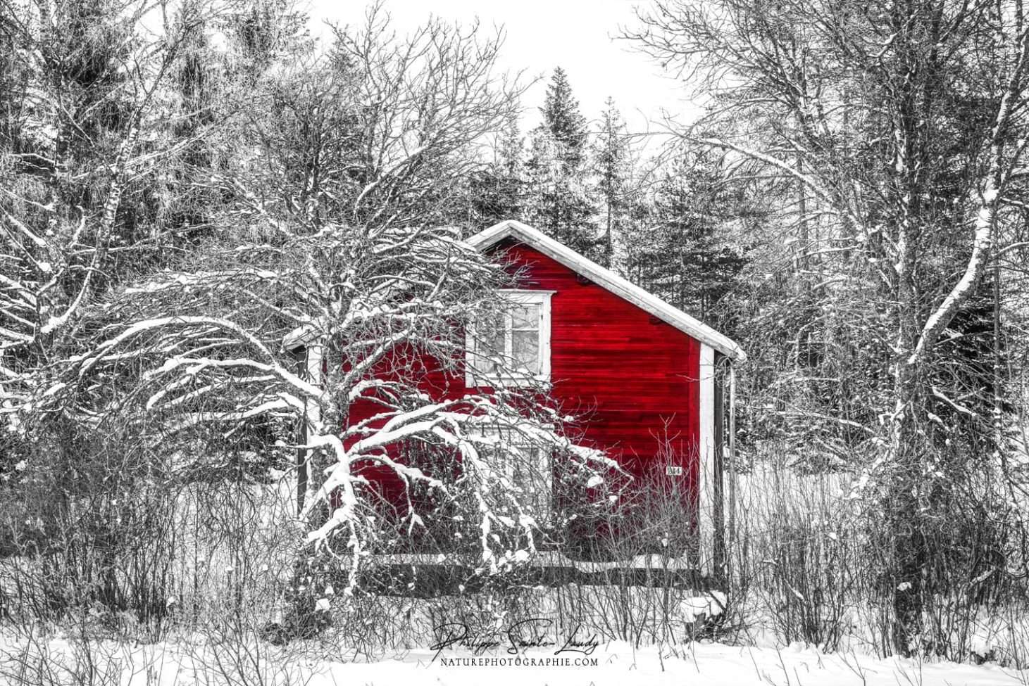 Chalet rouge en forêt
