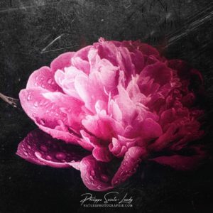 Red Peony on Blackboard Pivoine sur tableau noir