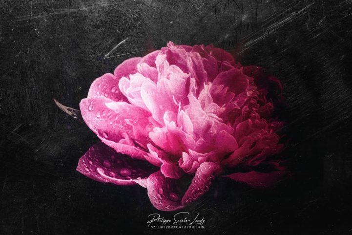 Pivoine sur tableau noir
