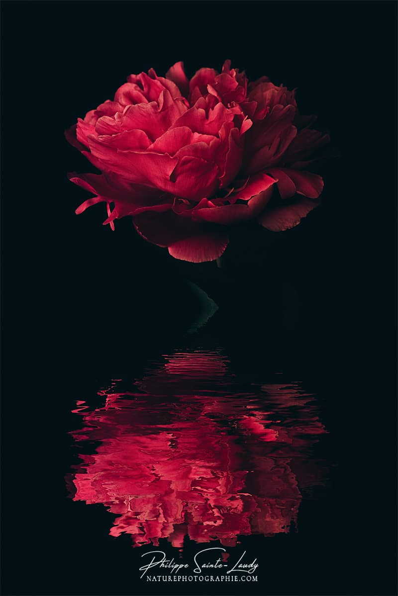 Pivoine rouge et son reflet