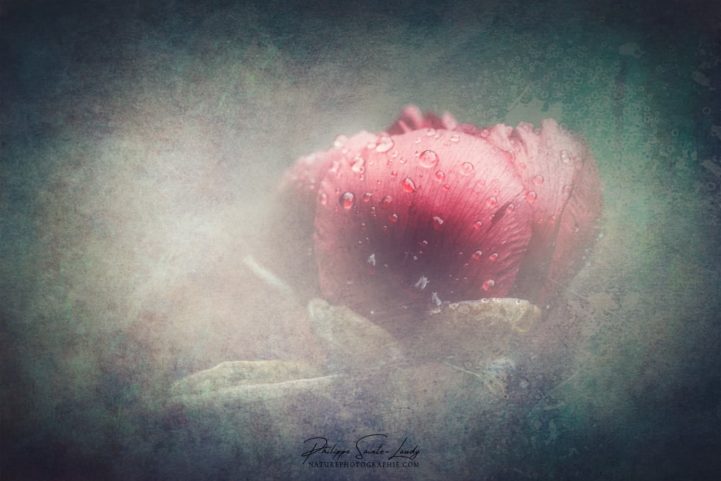 Texture douce sur une pivoine