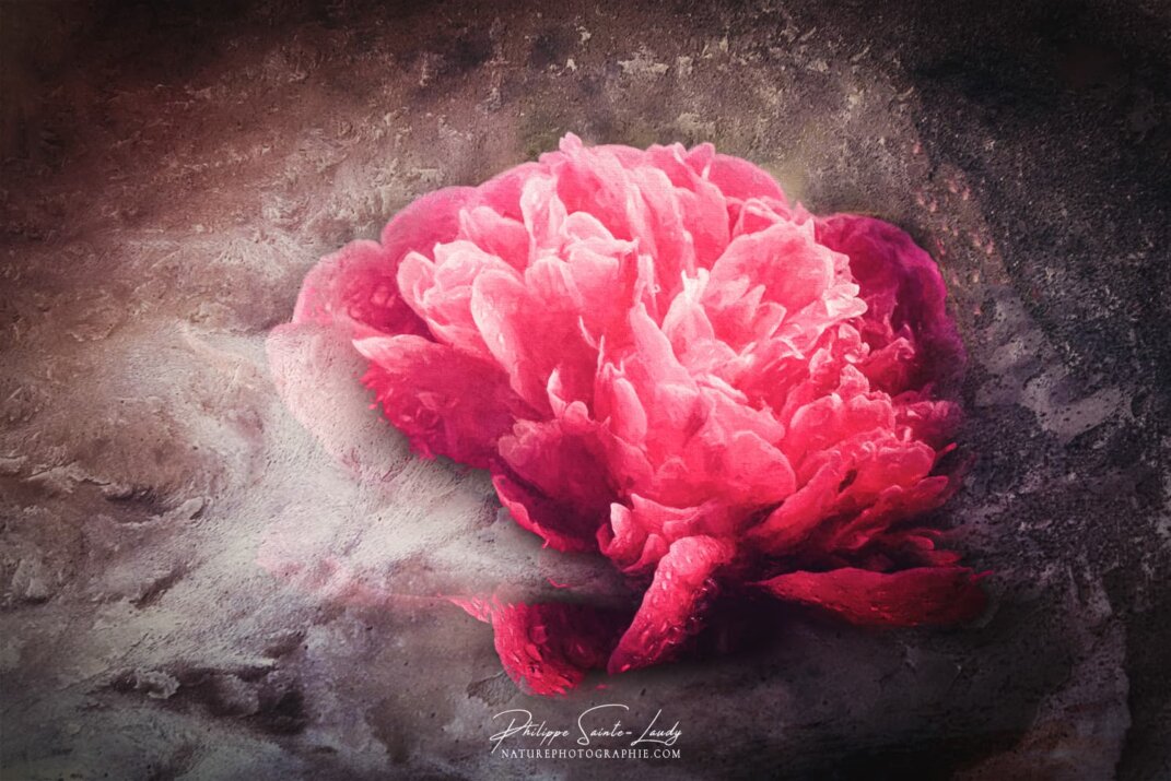 Texture photo sur une pivoine rouge