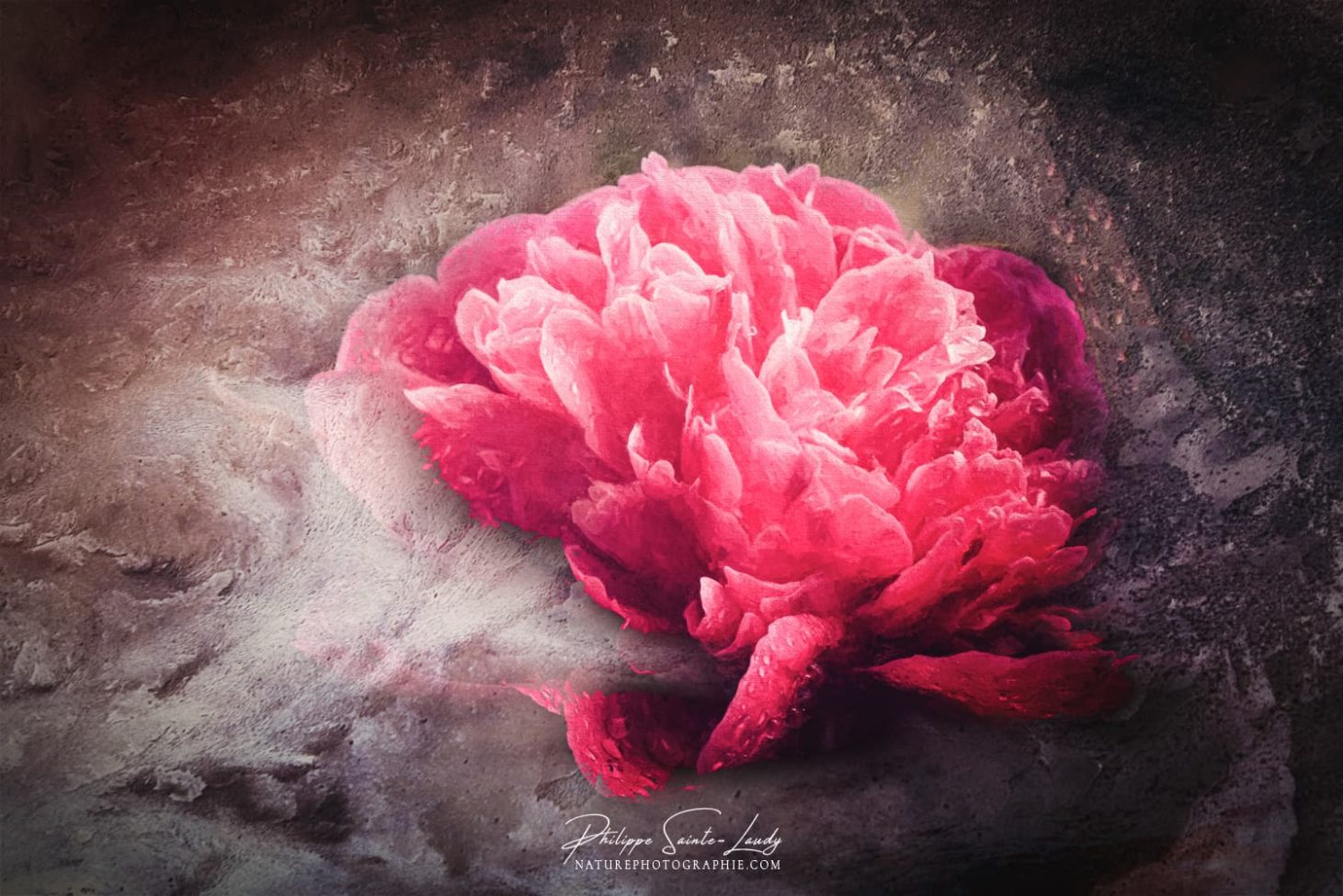 Texture photo sur une pivoine rouge