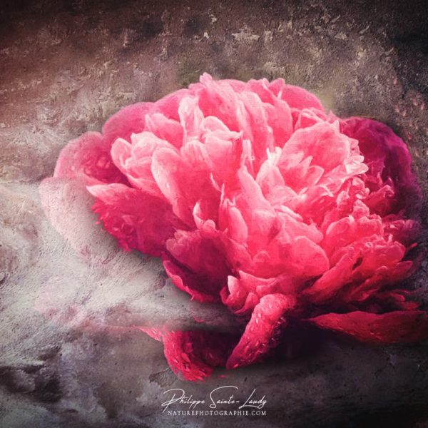 Textured Red Peony Texture photo sur une pivoine rouge