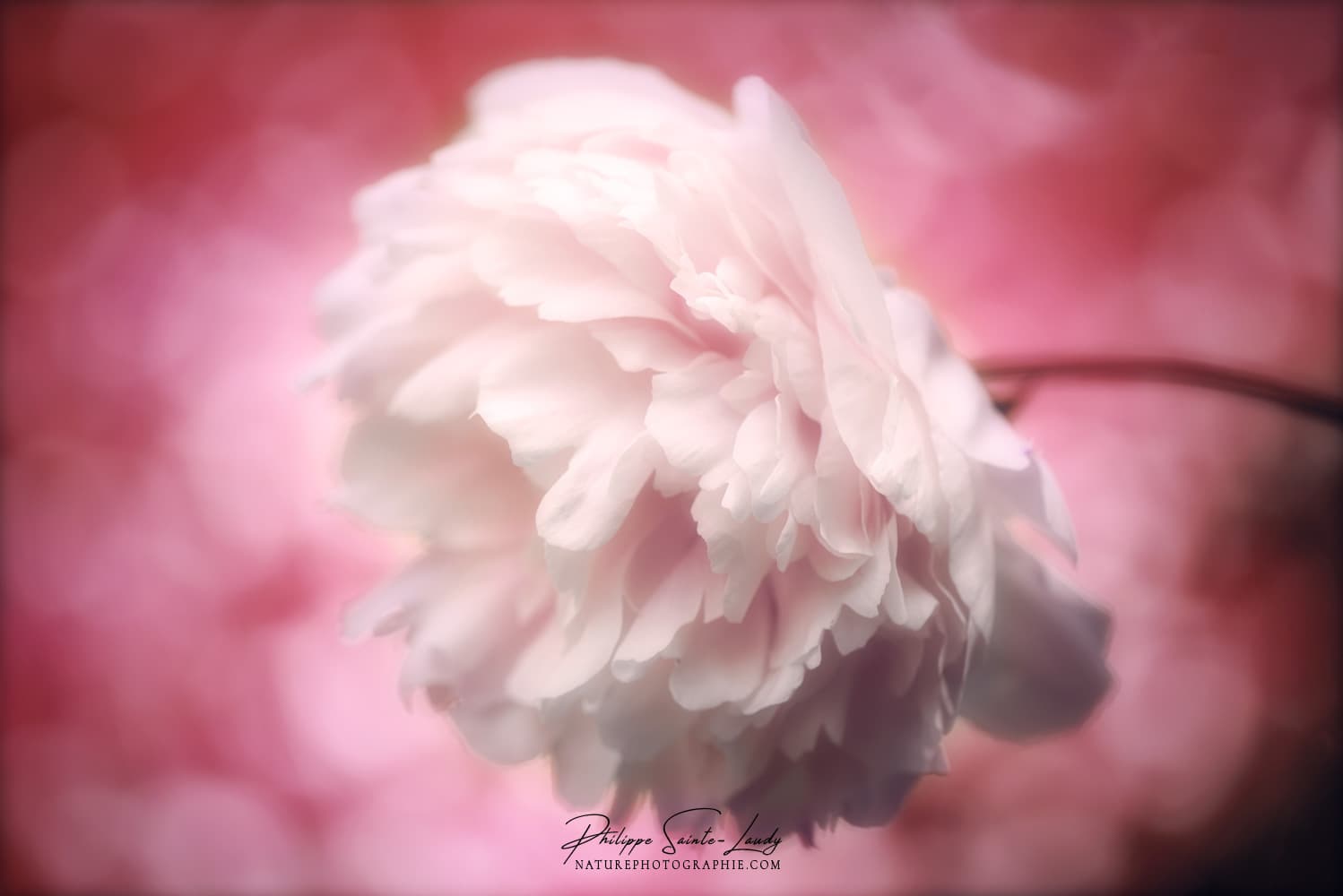 Photo de pivoine blanche