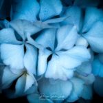 Boule d'hortensia bleu