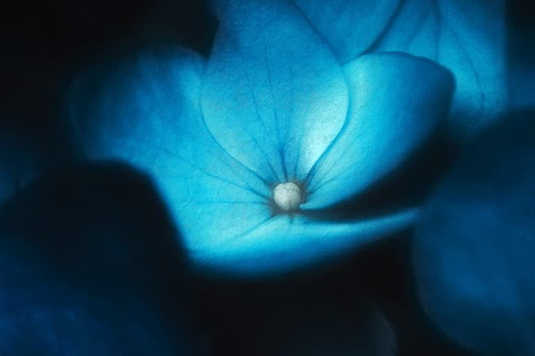 Hortensias