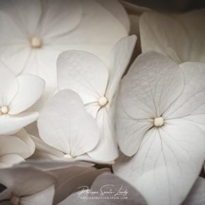 Hortensias Blancs Hortensias Blancs